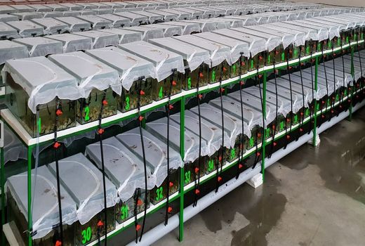 استان تهران، دومین تولیدکننده زالوی طبی در کشور شد