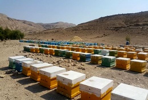 کوچ زود هنگام زنبورستان ها به قیروکارزین آغاز شد