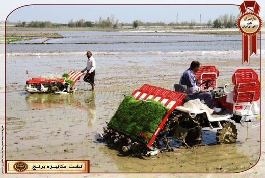 افزایش 2 برابری کشت مکانیزه برنج در گلوگاه