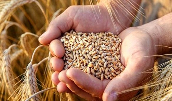 تولید بیش از 25 هزار و 500 تن بذور اصلاح شده گندم و جو در استان ایلام