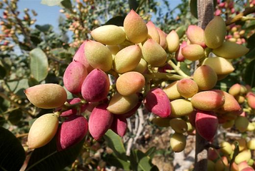 ممنوعیت استفاده از سم استامی پراید در باغات پسته