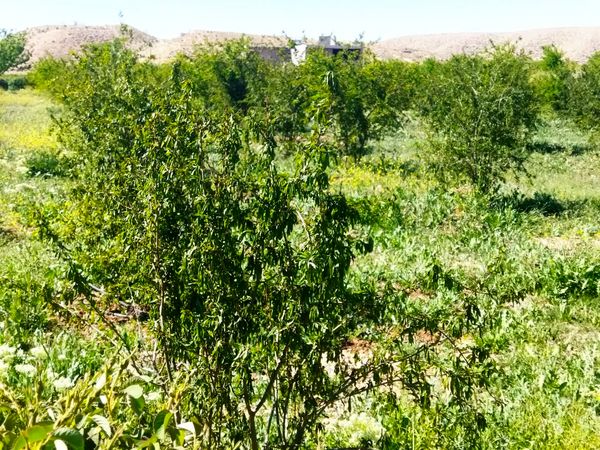 سرمای بهاره به باغات داراب خسارت وارد کرد