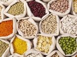 کاشت حبوبات بهاره، راهکاری برای حاصلخیزی خاک شهرستان درمیان