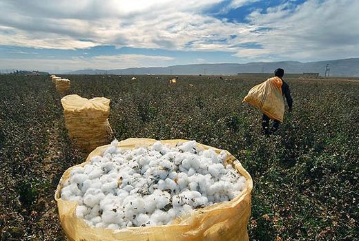 کاهش ۳۸ درصدی واردات پنبه در سال گذشته