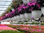 سطح زیرکشت گل و گیاهان زینتی به ۸۱۰۰ هکتار رسید