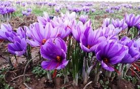 جهش تولید زعفران در آذربایجان‌غربی؛ طلای سرخ شمال‌غرب کشور به بار نشست
