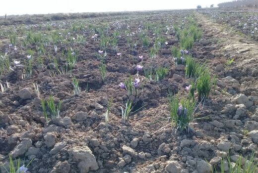 سطح زیر کشت محصولات کم‌ آب‌بر در آران و بیدگل افزایش می‌یابد
