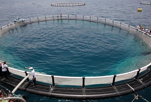 ضرورت دستیابی استان‌های ساحلی به پروتکل مشترک در حوزه آبزی پروری 