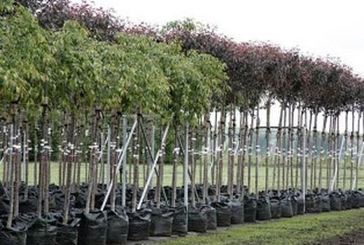 نهالستان‌ها موظف به توزیع نهالهای لیبل دار دارای گواهی سلامت 