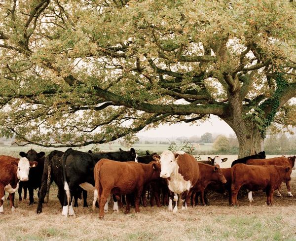 چرا به کشاورزی سنتی نیاز داریم؟