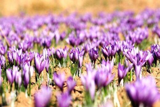 کشت طلای سرخ، فرصتی طلایی برای رونق اقتصادی