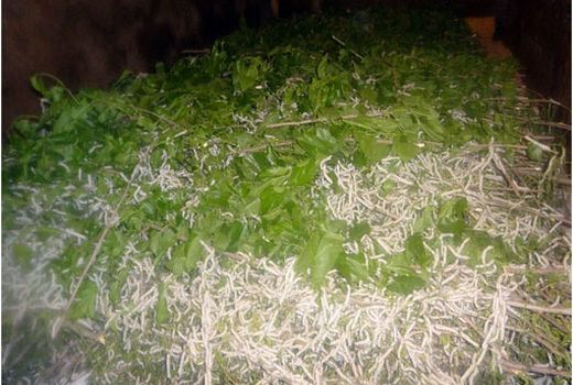 توزیع 59 جعبه تخم نوغان در شهرستان خداآفرین