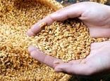 استفاده کشاورزان خراسان شمالی از بذور محلی افزایش یافت