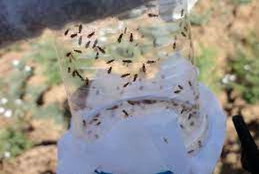 آغازمبارزه بیولوژیکی علیه کرم پیله خوار نخودر شهرستان بدر