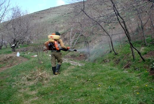  مبارزه با ملخ‌های مراکشی در 10 هزار هکتار از مزارع کشاورزی استان قزوین