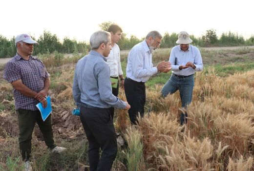 میزان اجرای دستاوردهای پژوهشی در مزرعه را رصد می‌کنیم