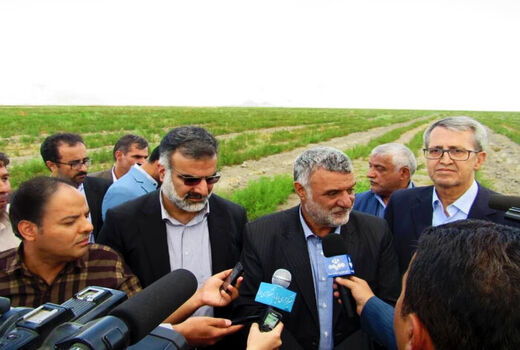 طرح کشت شیرین‌بیان اقلید در کشور بی نظیر است