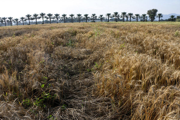 باید مشکلات فصل کشت آتی را حل کنیم