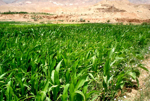 برگزاری دوره آموزشی کاشت، داشت و برداشت کنجد مقاوم به ریزش در شهرستان شوشتر