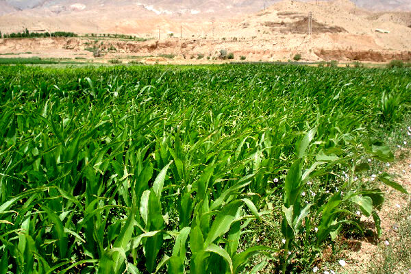 برگزاری دوره آموزشی کاشت، داشت و برداشت کنجد مقاوم به ریزش در شهرستان شوشتر