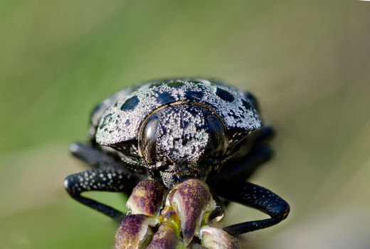پایش مراحل زمستان گذران آفت چوبخوار کاپنودیس در جلفا