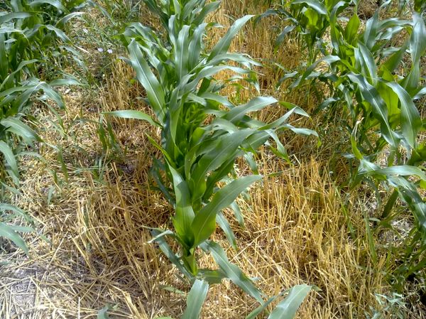 کشت ذرت در سطح  9700هکتار از اراضی کشاورزی شهرستان آبیک 