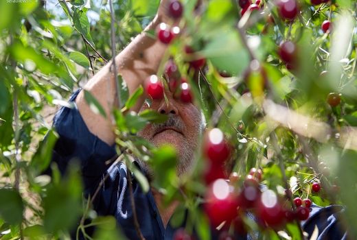 برداشت بیش از ۹۰ تن گیلاس و آلبالو از باغات شهرستان لنجان