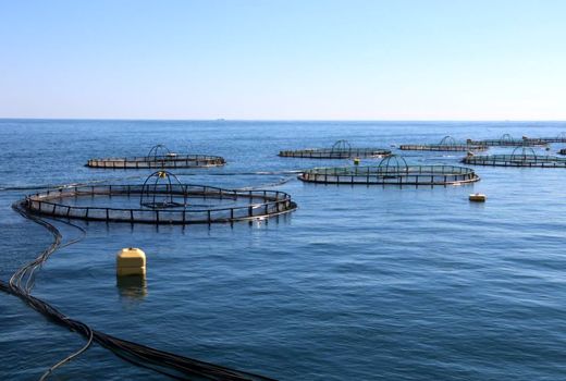 الزامات سرمایه‌گذاری پرورش ماهی در قفس