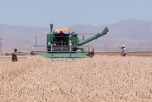 نظارت بر عملیات برداشت باعث کاهش ضایعات می شود