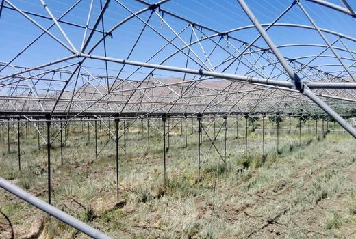 رونق تولید و بهره وری با توسعه کشت گلخانه ای در پیرانشهر تسریع می شود 