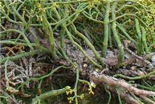 تهدید ارس واش برای جنگل‌های استان سمنان