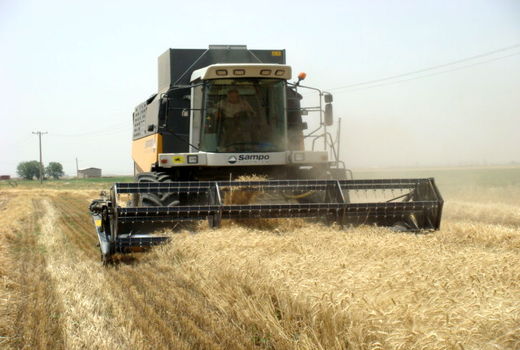 خرید بیش از 25 هزارتن گندم مازاد بر نیاز کشاورزان در شهرستان آوج