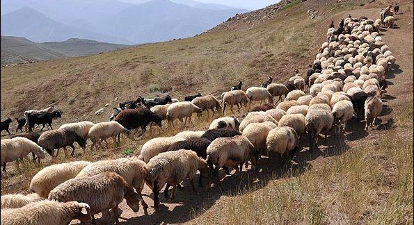 افزایش بره‌های ماده، نوید تقویت گله‌های مولد در نیمه دوم سال