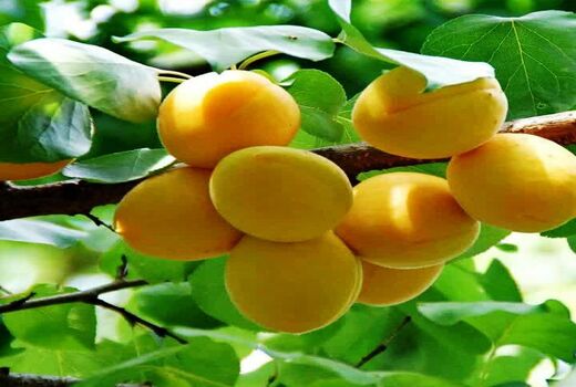 آغاز برداشت زرد آلو  از باغات چهارمحال و بختیاری