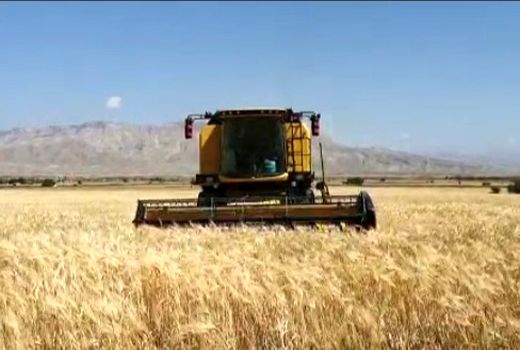 آغاز برداشت غلات از مزارع شهرستان فراشبند