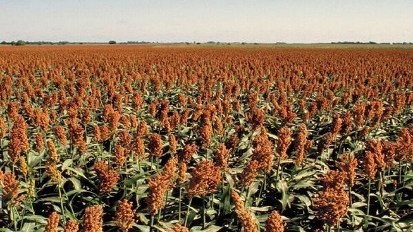 کشت گیاهان کم آب‌بر با هدف کاهش هزینه تولید دامداری ها در استان قزوین