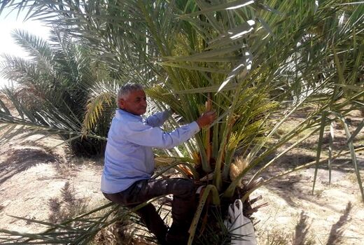 تلقیح 1500 هکتار از نخیلات خنج ادامه دارد  