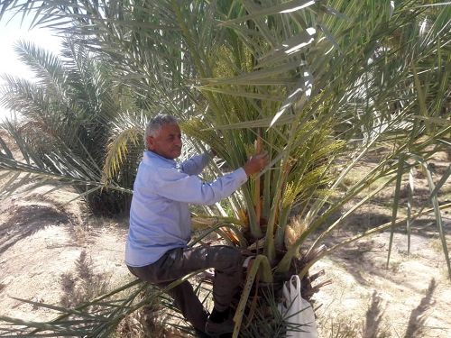 تلقیح 1500 هکتار از نخیلات خنج ادامه دارد  