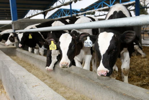 تسریع در اجرای طرح سراسری هویت‌گذاری دام در استان خوزستان