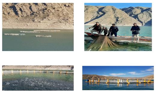 50 قفس پرورش ماهی شناور در دریاچه سد سیمره