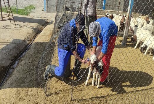 ایمن سازی بیش از 320 هزار رأس دام علیه بیماری تب برفکی در اندیمشک