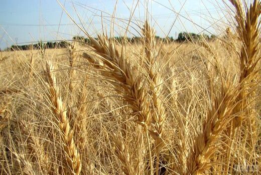 آغاز برداشت جو از مزارع بهار