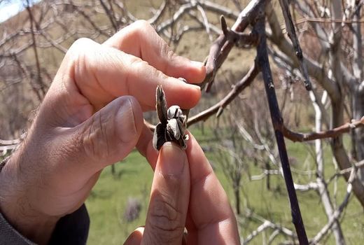 خسارت 5  هزار میلیارد تومانی سرما به  70 درصد از باغات مراغه 