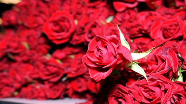 تولید ۱۰ رقم گل رز در چهارمحال و بختیاری
