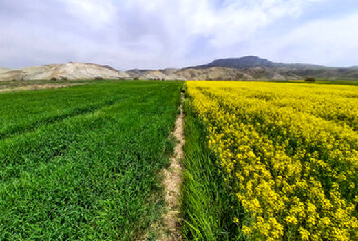 اجرای کشت قراردادی دانه‌های روغنی در خراسان شمالی