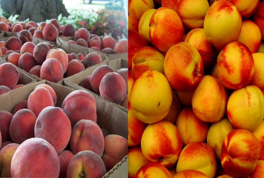 پیش‌بینی تولید 300 هزار تن هلو و شلیل در مازندران