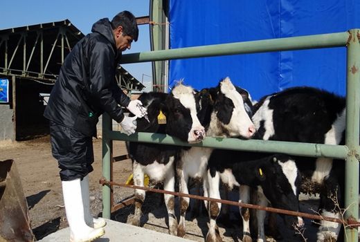 آغاز اجرای طرح رایگان ایمن سازی دام های سنگین علیه بیماری بروسلوز گاوی در آذربایجان غربی