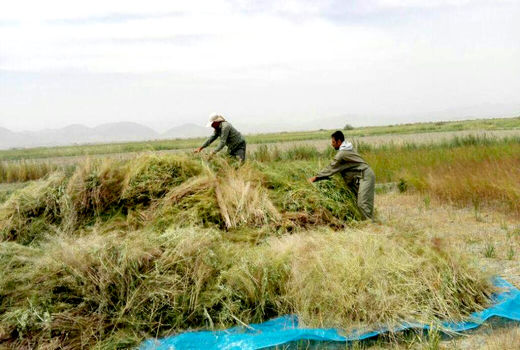 درآمد میلیاردی از خاکشیر