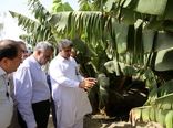 بازدید وزیر جهاد کشاورزی از باغات مدرن موز و انبه در شهرستان کنارک