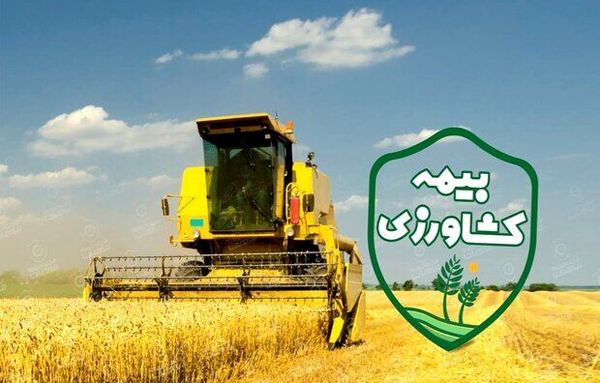 بیمه فراگیر گندم، نقش صندوق بیمه را پررنگتر کرد